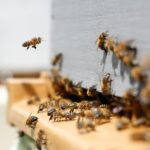 Sector apícola de Querétaro se expande: suma 48 apiarios y 832 colmenas